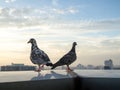 Unique perspectives two pigeon in the high tower in city background. Life in city Royalty Free Stock Photo