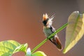 Unique photo of a male Tufted Coquette hummingbird in morning light