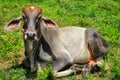 Thai cow lying on the pasture Royalty Free Stock Photo
