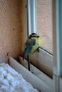 Blue Tit, Parus caeruleus, behind the window of a balcony of an urban development, Havirov, Czech Republic