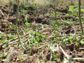 Closeup of turned Soil. Mixture of sand, clover plants and variety of seedlings