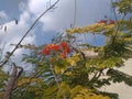 A unique picture of Jaggery plant and it`s flower.