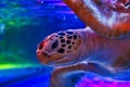 Water Turtle in The Sea life aquarium in Bangkok Royalty Free Stock Photo