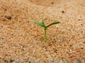 A unique picture of a tiny plant sapling growing from sand. Royalty Free Stock Photo