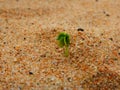 A unique picture of a tiny plant sapling growing from sand Royalty Free Stock Photo