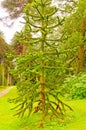 Unique Pine Tree in Formal Garden Royalty Free Stock Photo