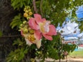 Unique pink flower blooming on a tree