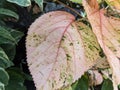 Unique pink leaf in the wild