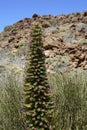 Unique plant Echium Wildpretii in blossom, Tenerife, Canarian Islands, Spain, Europe