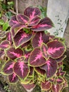 This unique plant has red, purple and green leaves