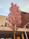 unique plant with pink leaves