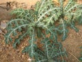 A unique plant or prickly shrub.