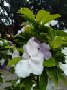 Unique plant with two different flower colors