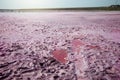 View of the pink Lemur Lake on the Arabat Spit in Ukraine. Unique pond with Dunaliella Salina algae, salt crystals and healing mud