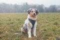 Unique portrait of an Australian Shepherd puppy who expresses his feelings and emotions with his gaze