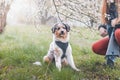 Unique portrait of an Australian Shepherd puppy who expresses his feelings and emotions with his gaze. A playful child sitting