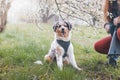 Unique portrait of an Australian Shepherd puppy who expresses his feelings and emotions with his gaze. A playful child sitting