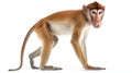 unique primate showcases its elongated nose and delicate limbs, presenting a captivating view of its distinct features Royalty Free Stock Photo