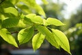 Unique Queens tree leaves, soft focus showcasing elliptical spear shaped appearance