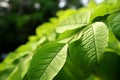 Unique Queens tree leaves, soft focus showcasing elliptical spear shaped appearance