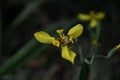 Unique and rare yellow flower in the forest