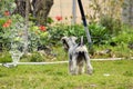 New puppy dog discovering water sprinkler in home garden Royalty Free Stock Photo