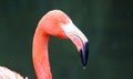 Unique red flamingo in a lake, high definition photo of this wonderful avian in south america.