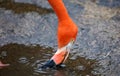 Unique red flamingo in a lake, high definition photo of this wonderful avian in south america.