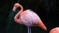 Unique red flamingo in a lake, high definition photo of this wonderful avian in south america. Royalty Free Stock Photo