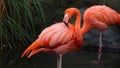 Unique red flamingo in a lake, high definition photo of this wonderful avian in south america. Royalty Free Stock Photo