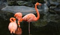 Unique red flamingo in a lake, high definition photo of this wonderful avian in south america. Royalty Free Stock Photo