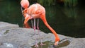 Unique red flamingo in a lake, high definition photo of this wonderful avian in south america. Royalty Free Stock Photo