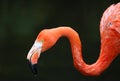 Unique red flamingo in a lake, high definition photo of this wonderful avian in south america. Royalty Free Stock Photo