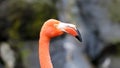Unique red flamingo in a lake, high definition photo of this wonderful avian in south america. Royalty Free Stock Photo