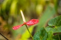 Unique red flower with blurred vegetation on the horizon Royalty Free Stock Photo