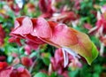 Unique red flower of a shrimp plant Royalty Free Stock Photo