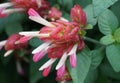 A red flower of a Shrimp-Plant with scientific name Justicia Brandegeana