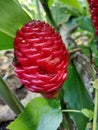 the unique red fruit resembles scales