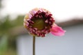 Unique red and yellow color of Dahlia flower in the Himalayas mountain Royalty Free Stock Photo