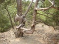 a unique relict tree of its kind