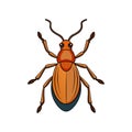 Unique Rice Weevil Animal Realistic Illustration Royalty Free Stock Photo