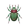 Unique Rose Chafer Animal Realistic Illustration Royalty Free Stock Photo