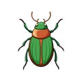 Unique Rose Chafer Animal Realistic Illustration Royalty Free Stock Photo