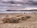 An unique round boulders at the Moeraki beach in South Island of New Zealand