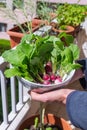 Hand-picked radishes from a pot on a balcony