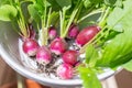 Fresh hand-picked radishes in a bowl for a healthy snack