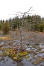 Unique scenic landscape of spruce flats bog in the Laurel highlands.