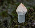 Unique Scepter quartz point from Brazil on a tree bark in the forest Royalty Free Stock Photo