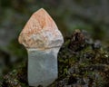 Unique Scepter quartz point from Brazil on a tree bark in the forest Royalty Free Stock Photo