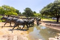 Unique sculpture of longhorn cattle herd in Pioneer Plaza in Dallas, TX